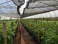 4 Fungsi dan Manfaat dari Paranet Untuk Peneduh Tanaman 4 Fungsi dan Manfaat dari Paranet Untuk Peneduh Tanaman