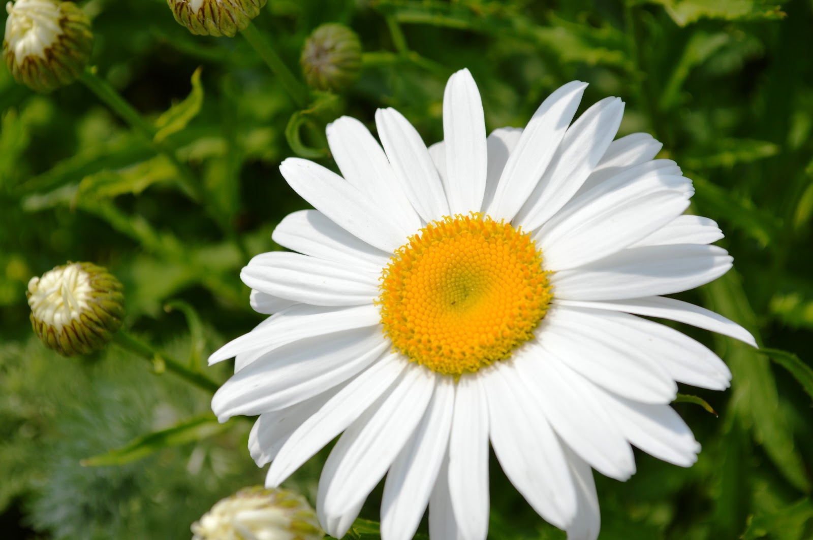 Clever Soiree: Mom's Garden
