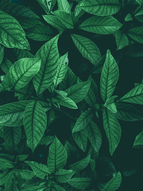 Green Leaf Androind and iOS hd Backgrounds