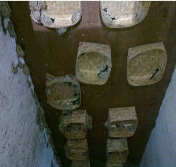 Sirip Walet Dari Bambu (Besek) Burung Walet Cepat ...