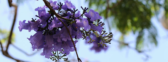 Imagem de flores lilás com fundo claro