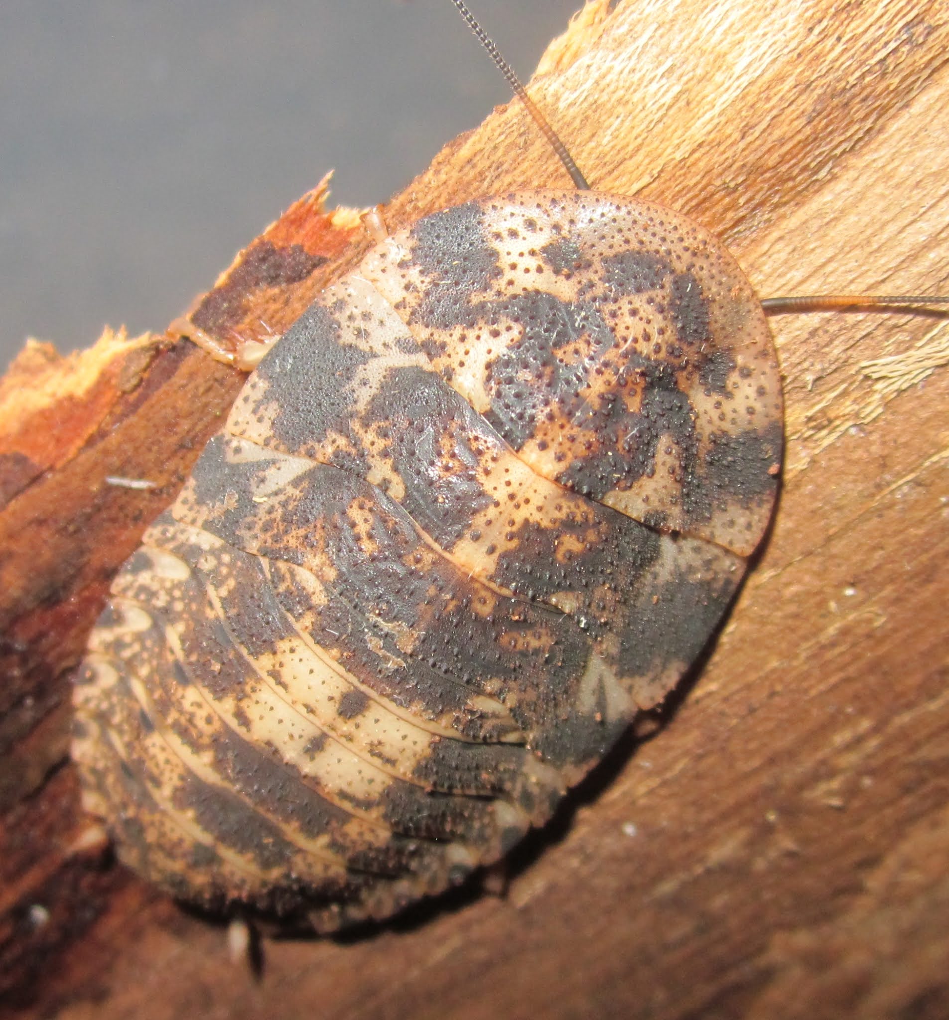 Invertebrate Dude: More Phortioeca Photos