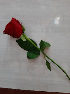 rose image