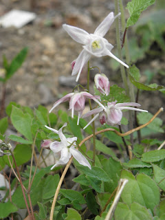 Epingle Sur Gardening And Plants