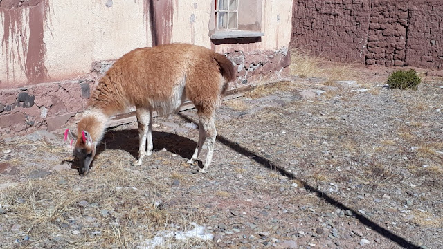 Selbst auf dem Gelände der Missionsstation fühlen sich diese Hochlandtiere sehr wohl. Wichtig ist, dass die Lamas immer etwas zum Fressen haben. Nun haben Wissenschaftler festgestellt, dass sie in der Lage sind, Antikörper recht schnell zu produzieren, wenn sie ein Virus oder Bakterien befallen. Sie sind also immun gegen das Corona Virus. Genau da setzt nun die Wissenschaft an. Unsere Hochlandindios wussten das schon länger und haben jetzt sogar vorgeschlagen, warmes Blut der Lamas zu trinken. Nun, ich habe es noch nicht ausprobiert, aber vielleicht enthält ja auch der Lamabraten Antikörper, den wir uns ja öfters hier schmecken lassen. Auf jeden Fall hat in unserer Andenregion das Virus bislang keinem Schaden zugefügt. Seit ich von diesen Forschungen gehört habe, freue ich mich noch mehr, wenn ich diese lieben Tiere im Gebirge sehen.