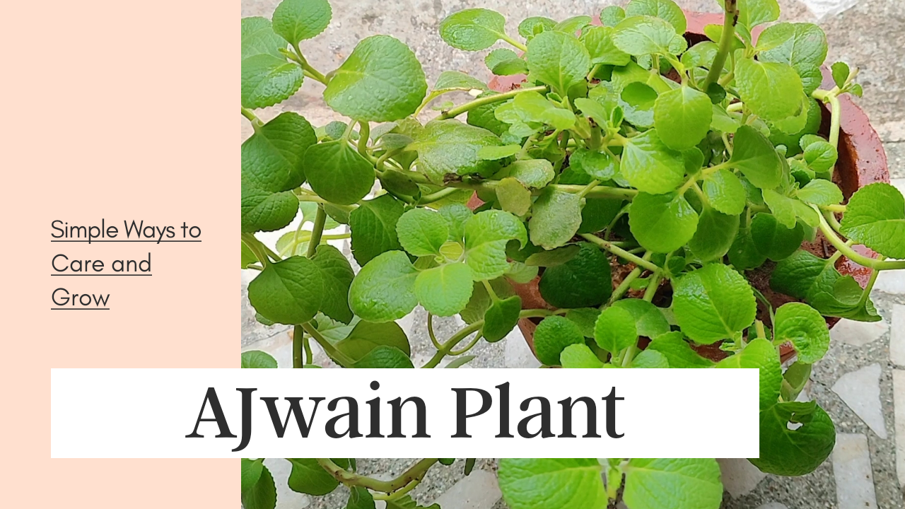 Easy way to Grow Ajwain Plant