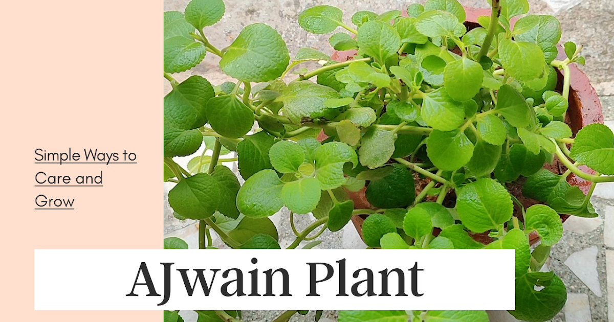 Easy way to Grow Ajwain Plant