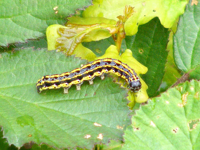 Blossom Underwing moth Orthosia miniosa caterpillar, Loir et Cher, France. Photo by Loire Valley Time Travel.
