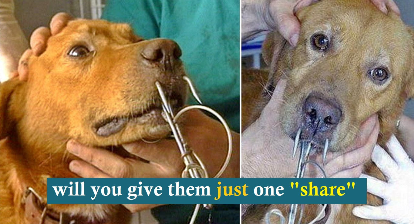 Stop dogs from being used as bait to catch sharks by cruel fishermen!