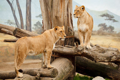 Dos leonas en su hábitat natural (Postales de Africa) - Animales salvajes lions