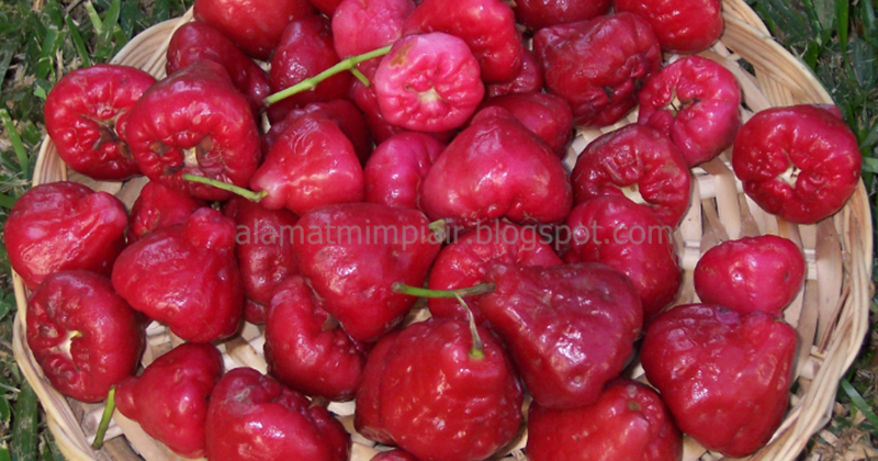 99 Arti Dan Alamat Mimpi Makan Jambu Air Menurut Primbon Jawa Dan Tafsir  Islam Lengkap - Mimpi Air