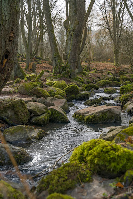 Schächerbachtour | ExtraTour Vogelsberg | Wandern Homberg (Ohm) | Wanderung in Hessen 14