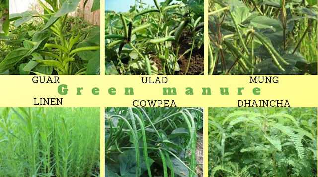 Green manure used in organic farming
