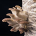 mushroom suppliers in kolhapur, maharashtra