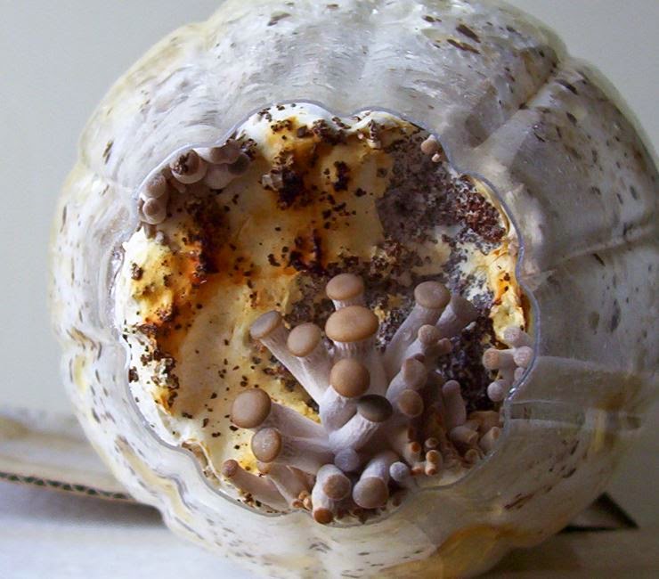 Grow your own mushrooms Oyster Mushroom Cultivation In Plastic Bottles