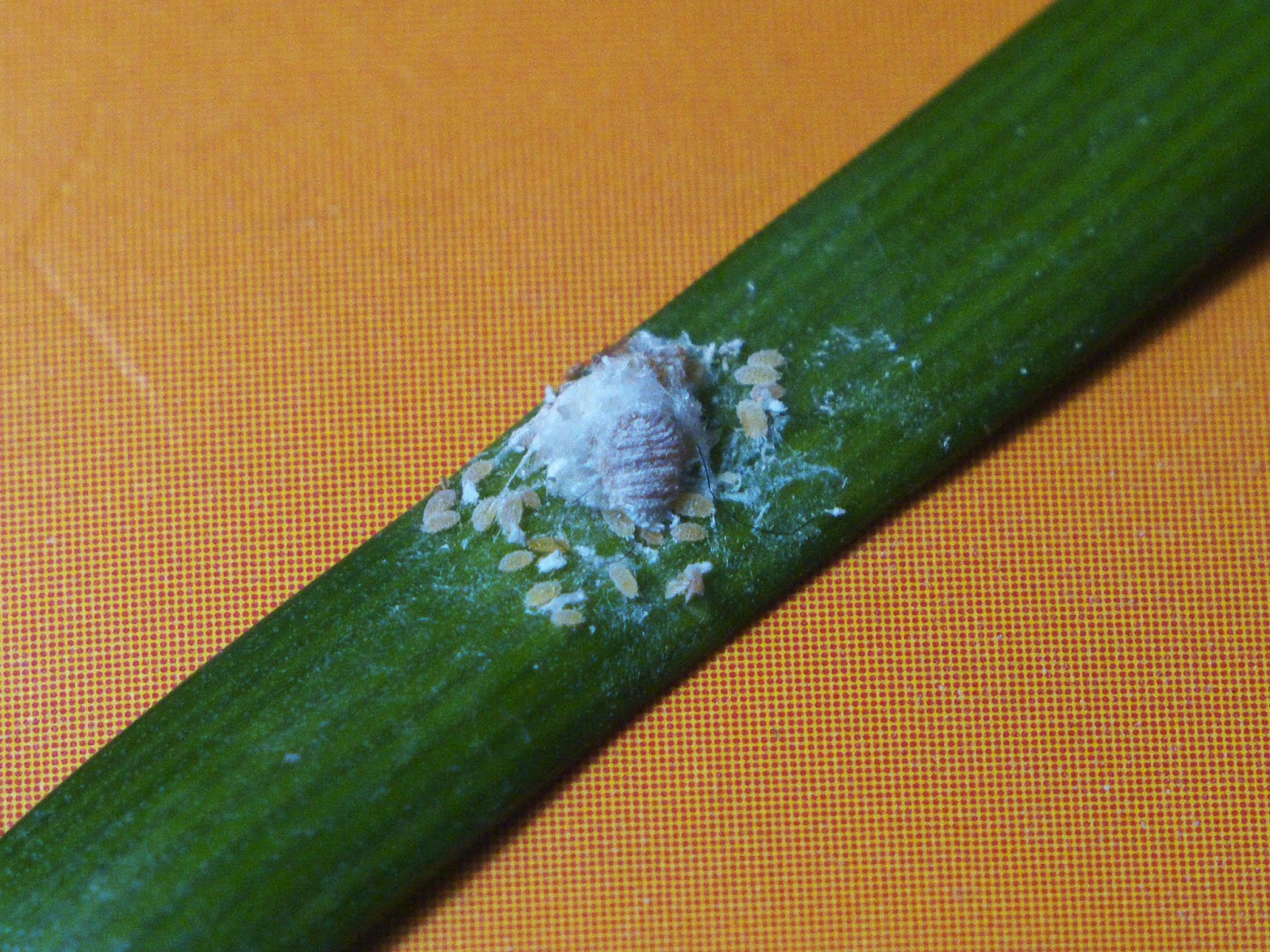 Hvordan bli kvitt ullus