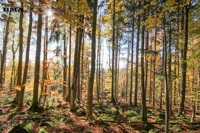 Bayerischer Wald wandern - outdoor blog bma - Best mountain artists - goldsteig wandern