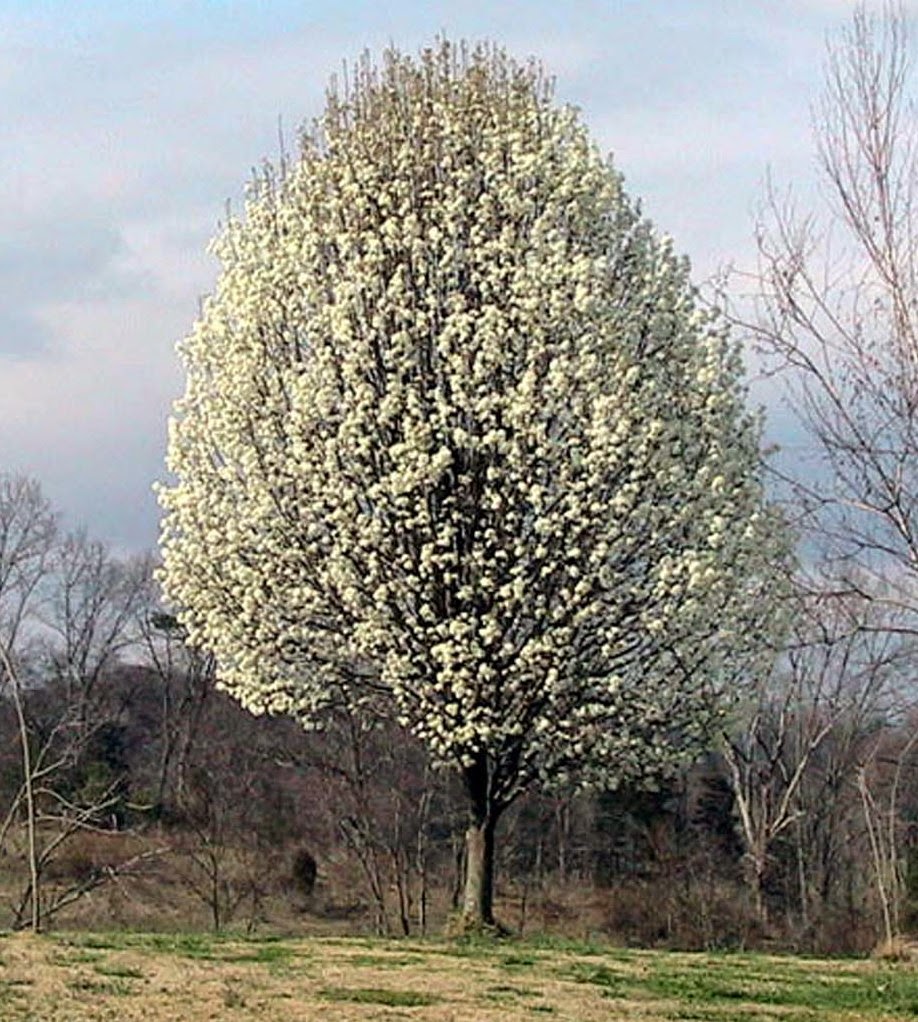 A St. Louis Realtor's Adventures, Tips, and Finds Name those blooms