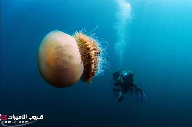 عالم البحار: قناديل البحر العملاقة