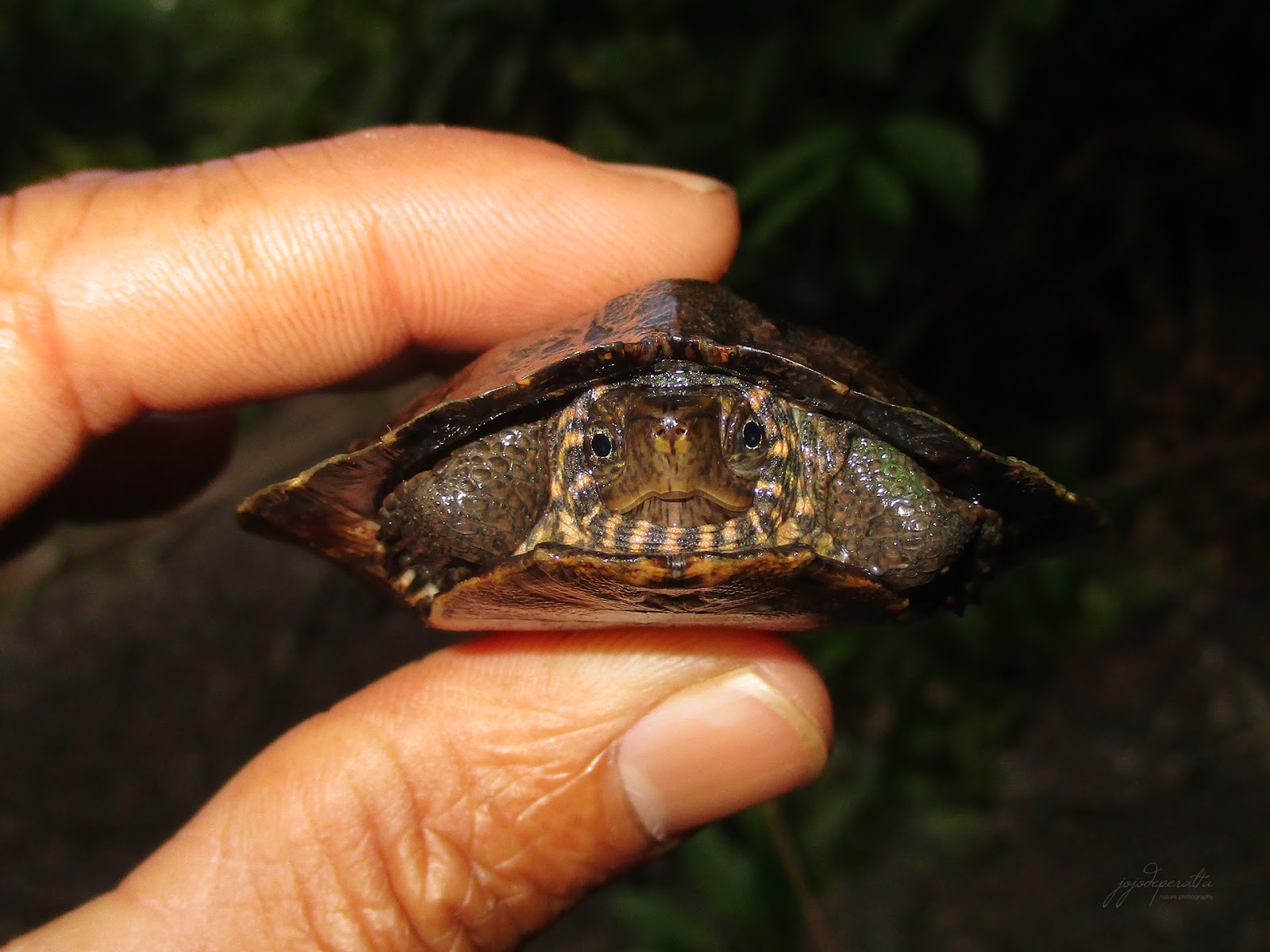Asian Leaf Turtle