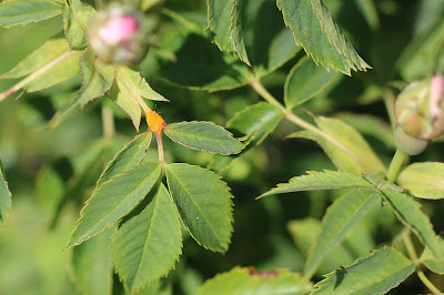 Gladde Roosroest - - Phragmidium rosae-pimpinellifoliae