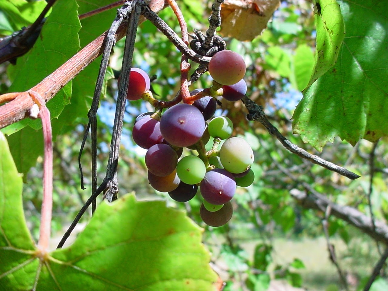 Trees Vitis arizonica Canyon Grape Arizona Grape