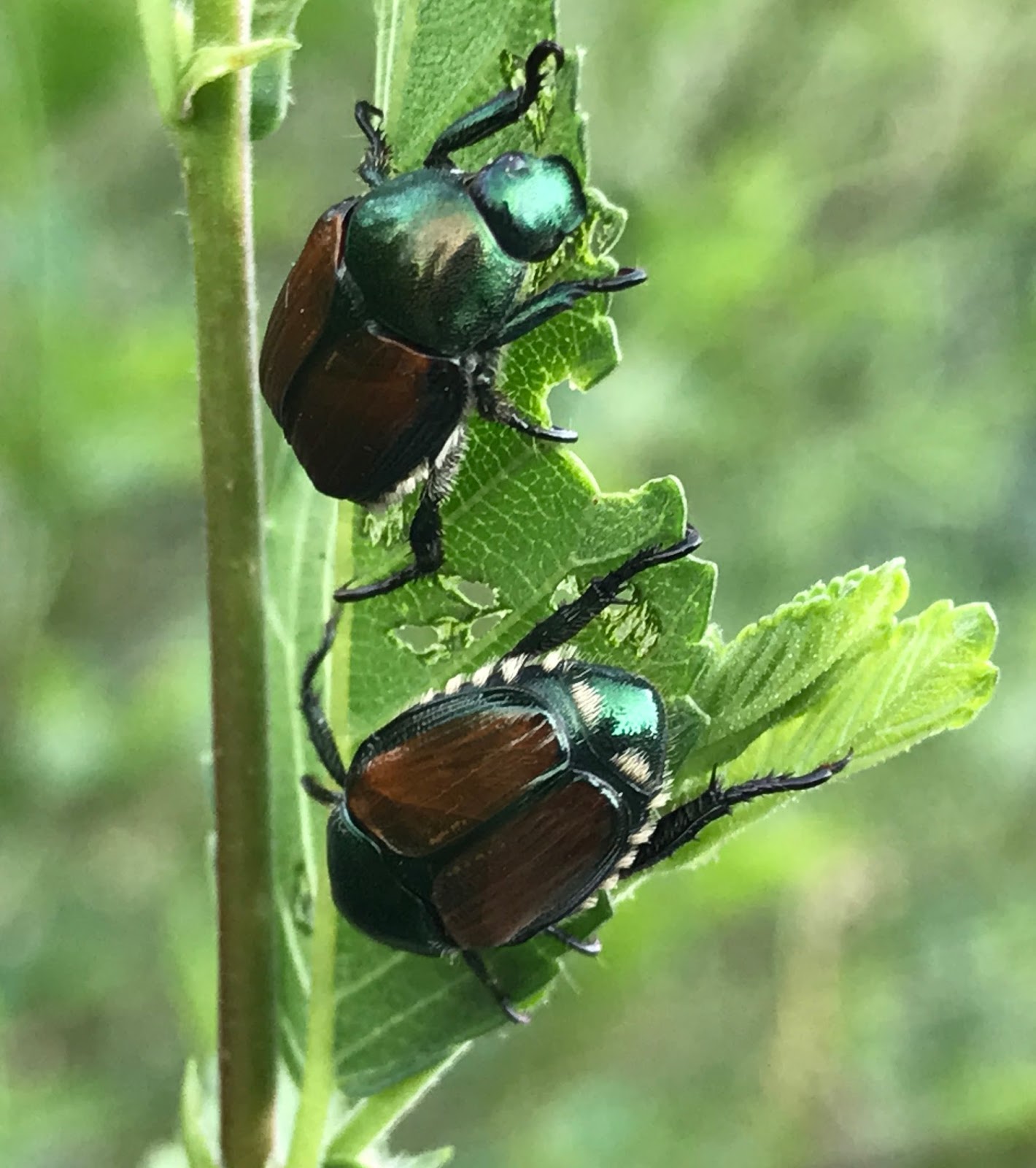 Colorado Garden Punch List Search results for japanese beetle