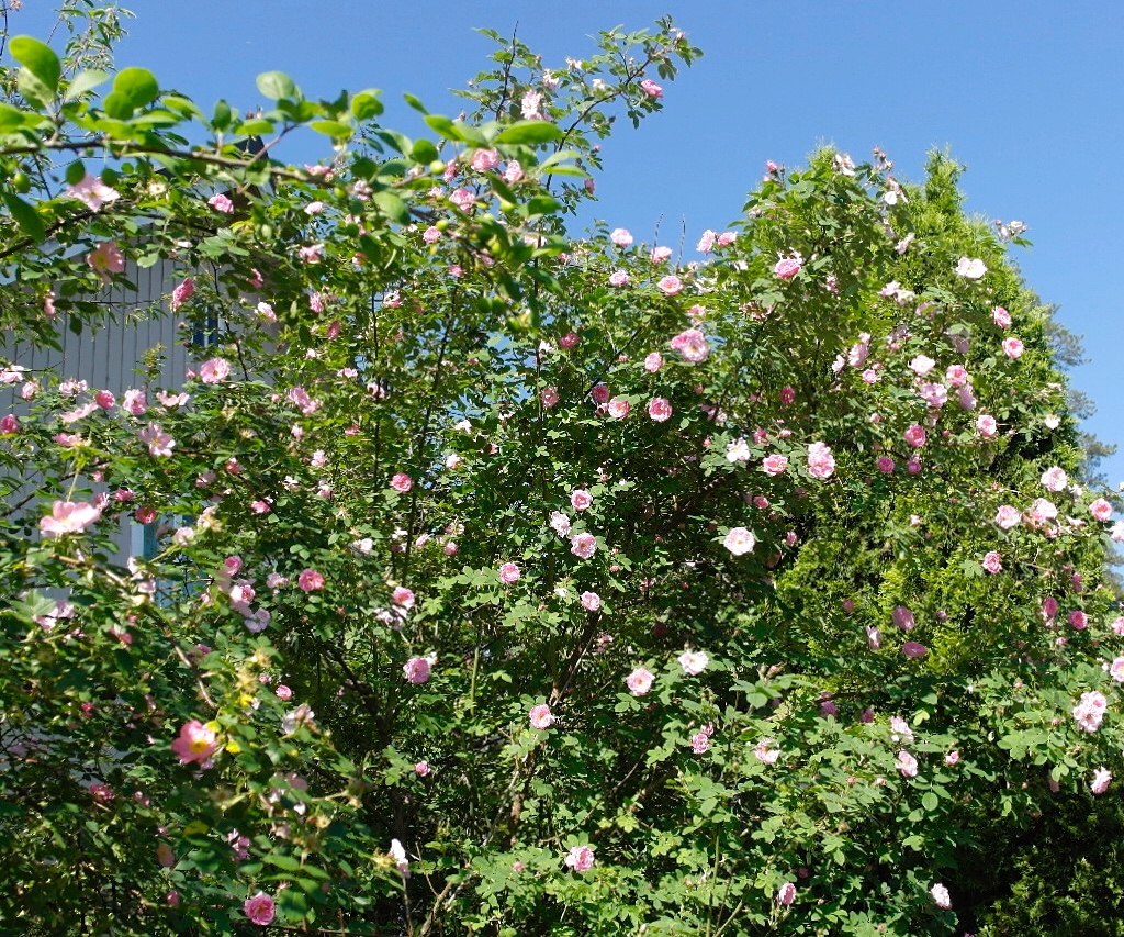 Floral Passions Roses Roses