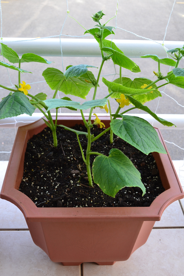 Container Gardening in Puerto Rico Roll Call