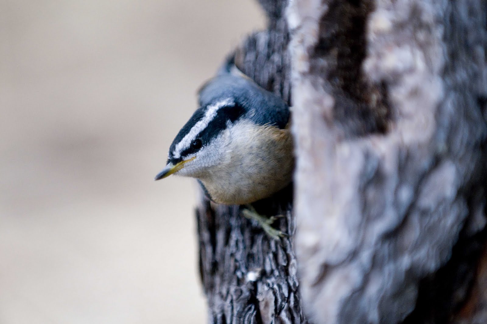 Alasdair Turner Photography: Seattle Backyard Birds and How to Attract
