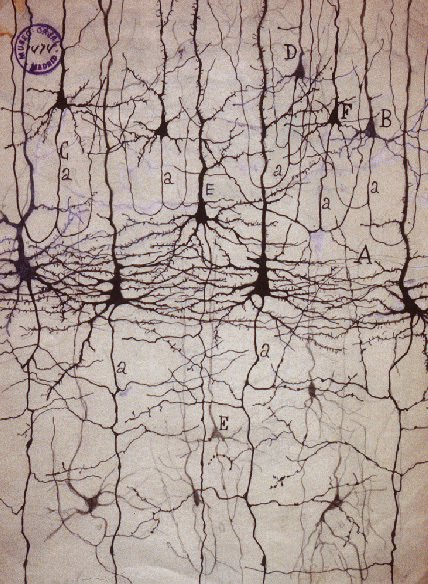 columna neocortical