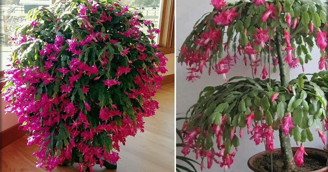 How to grow a bigger Christmas cactus