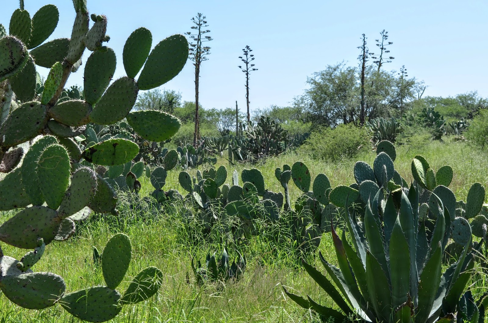 Fotoviaje Tula, Hidalgo, México. Día 7
