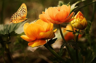 Beautiful flower images HD download for wallpaper photo pics Beautiful flower images HD download for wallpaper photo pics