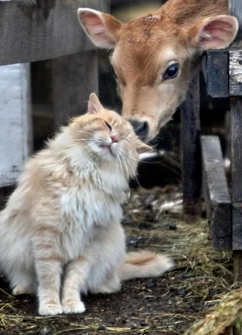 Rescued shelter cats suited to a barn cat life