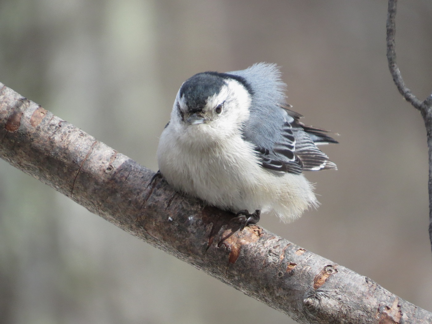 Birding North Central Massachusetts..... Feeder Birds 4/1 to 4/3
