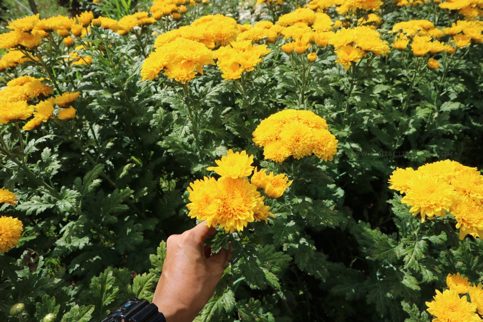 Sunflowers bloom in Naga's flower farms in Pacol Naga City Deck