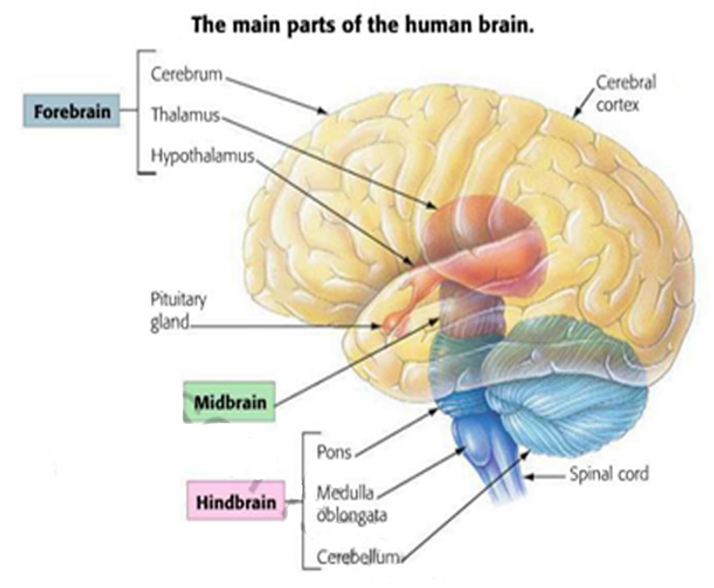 Anatomy And Physiology Central Nervous System Brain A - vrogue.co