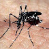 Casos de chikungunya crescem 434% na Bahia entre 2019 e 2020