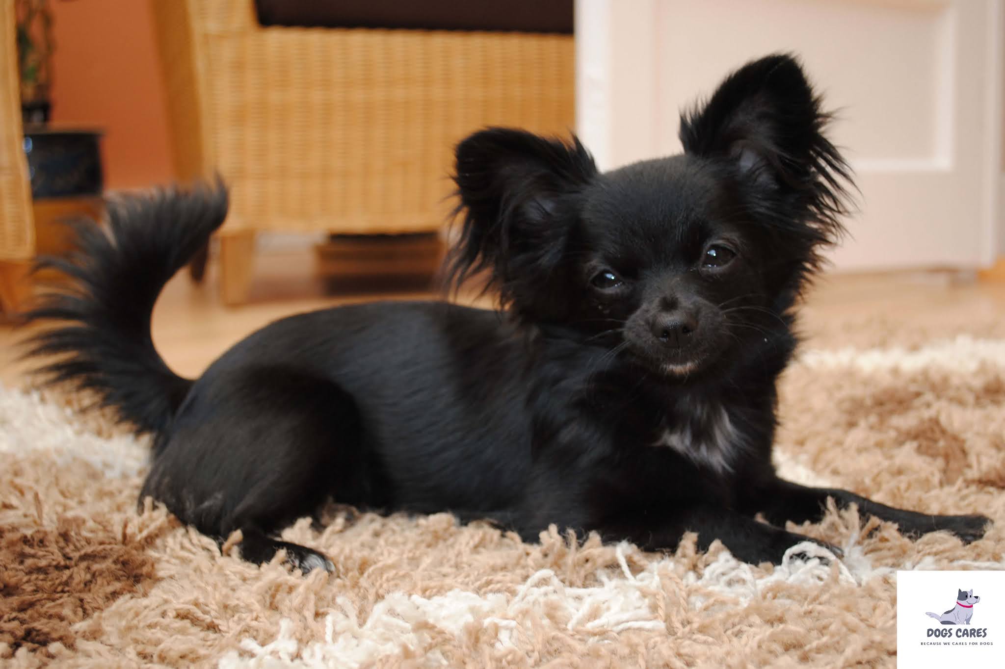 Chihuahua dog breed pictures