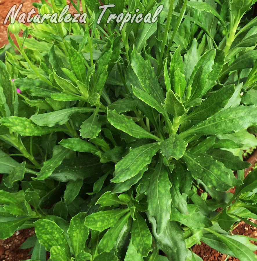 Vista de la planta Margarita del Cabo, Dimorphotheca ecklonis