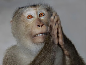 Resultado de imagem para MACACOS ASSUSTADOS