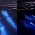 Golfinhos fazem acrobacias em ondas bioluminescentes e causam show de luzes