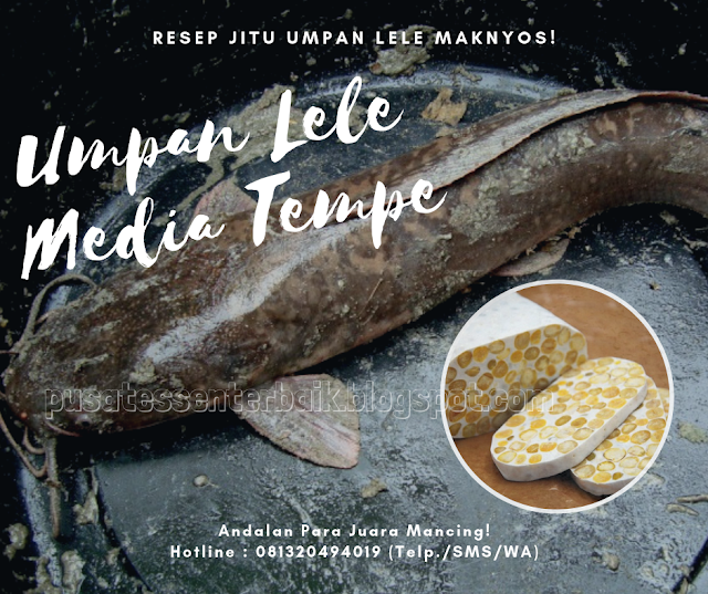 Resep Jitu Umpan Ikan Lele Menggunakan Tempe Paling