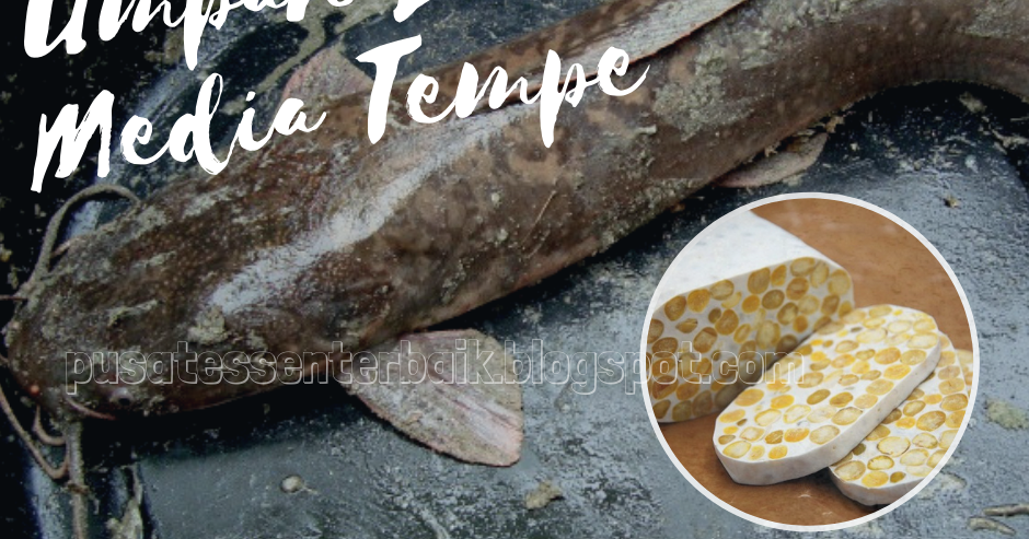 Resep Jitu Umpan Ikan Lele Menggunakan Tempe Paling