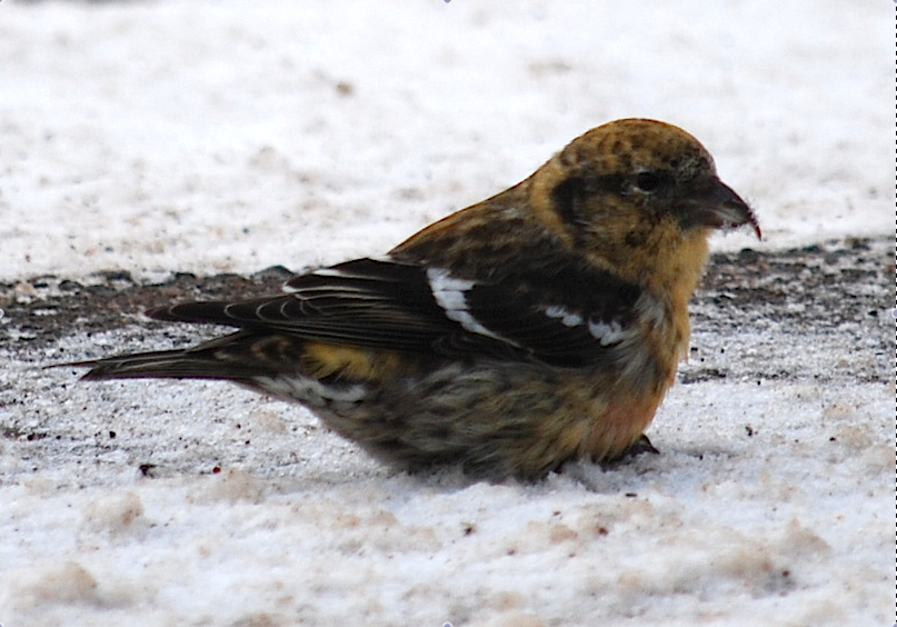 Minnesota Birdnerd Late Winter Bird Banding
