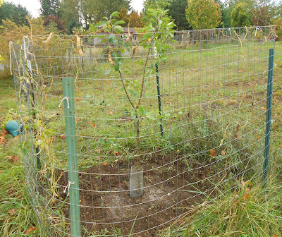 apple tree with deer and rodent protection