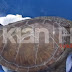 Rare species of turtle found in Orikum