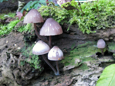 fungi,