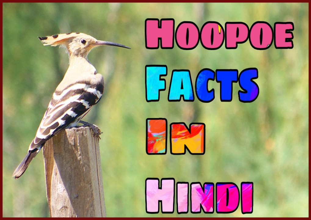 हुदहुद पक्षी के बारे में 20 मजेदार रौचक तथ्य Hoopoe Bird Facts In